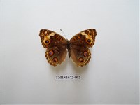 藏品(青眼蛺蝶)的圖片